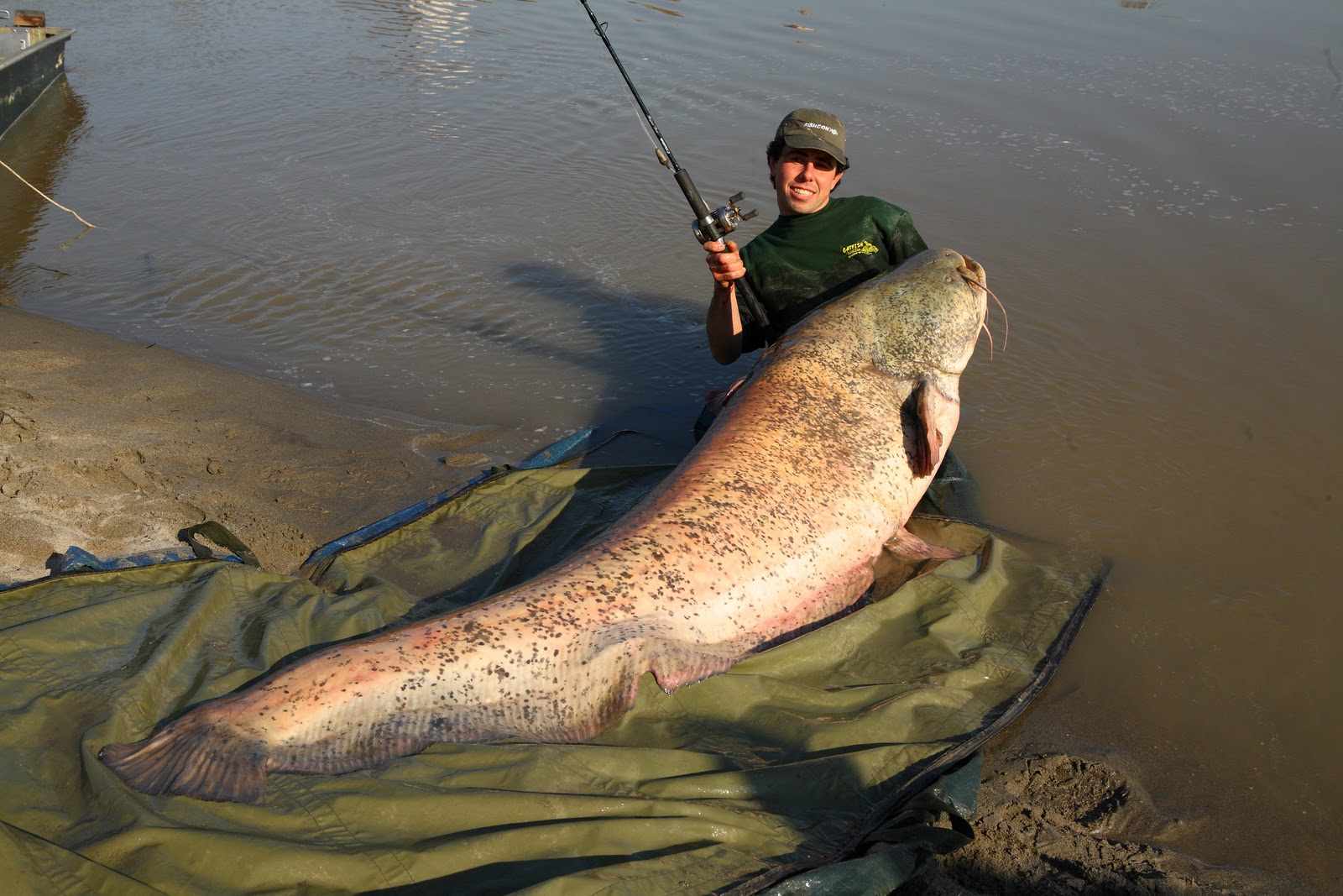 wels+siluro+big+huge+world+record+igfa+gigante+pesce+biggest+fishes ...
