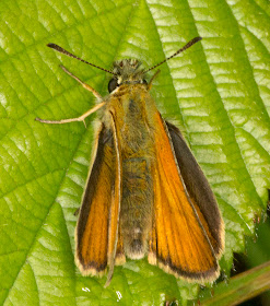 Essex Skipper, Thymelicus lineola.  Jubilee Country Park butterfly walk, 15 July 2012.