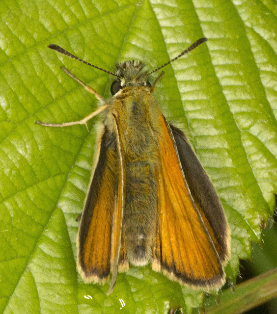 Essex Skipper, Thymelicus lineola.  Jubilee Country Park butterfly walk, 15 July 2012.