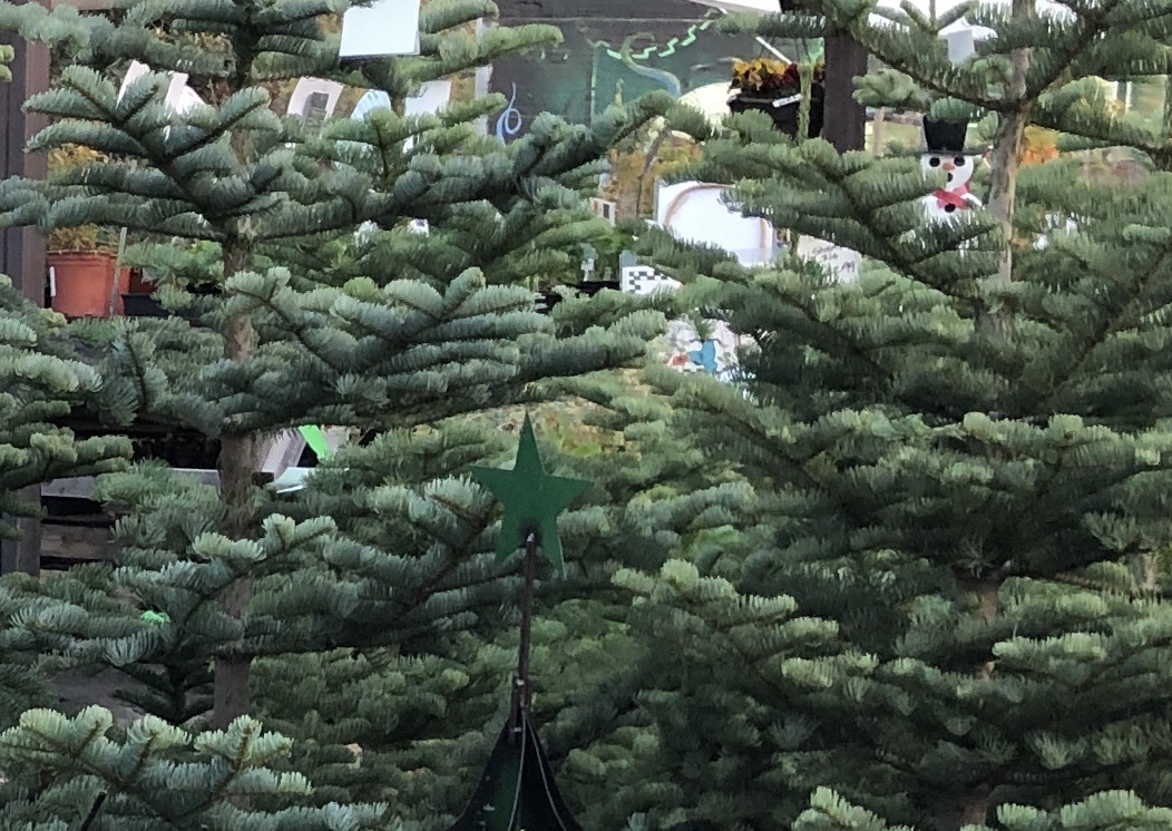 Sacramento Digs Gardening Recycle your Christmas tree into mulch