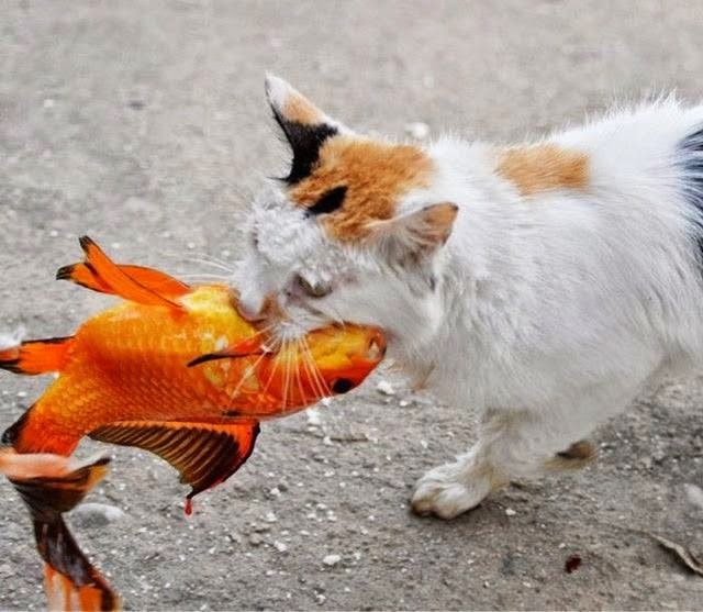 29+ Gambar Lucu Kucing Makan Ikan Simple Dan Minimalis