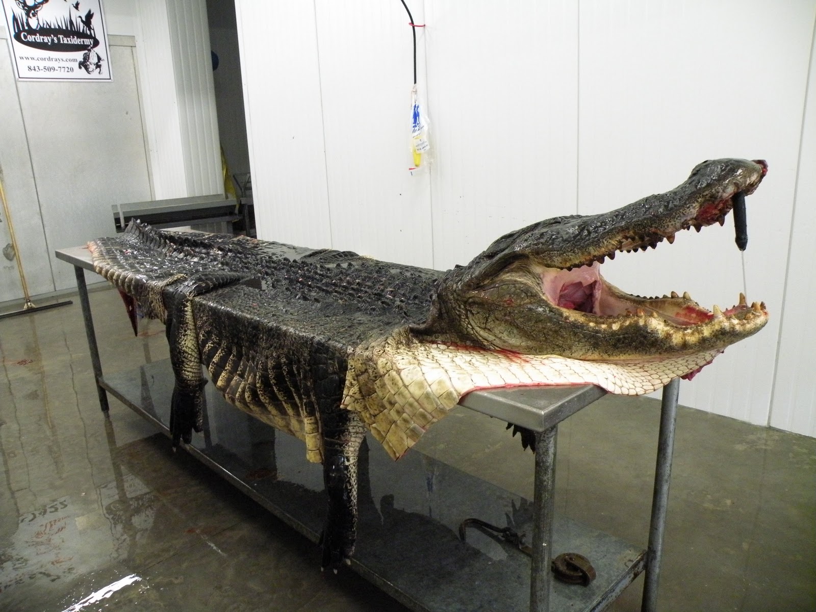 Cordray's: Kenneth's making a rug from that big alligator that was all ...