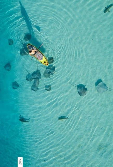 Dreaming of paddle boarding, sharks and rays,Moorea