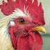 Poultry Farming Books Online ।। मुर्गी पालन सबंधी किताबे घरबैठे खरीदे।
