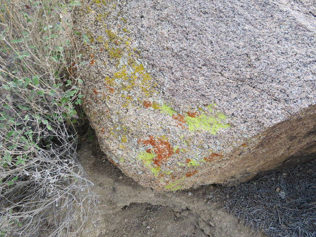 Orange and Green Lichen in Desert