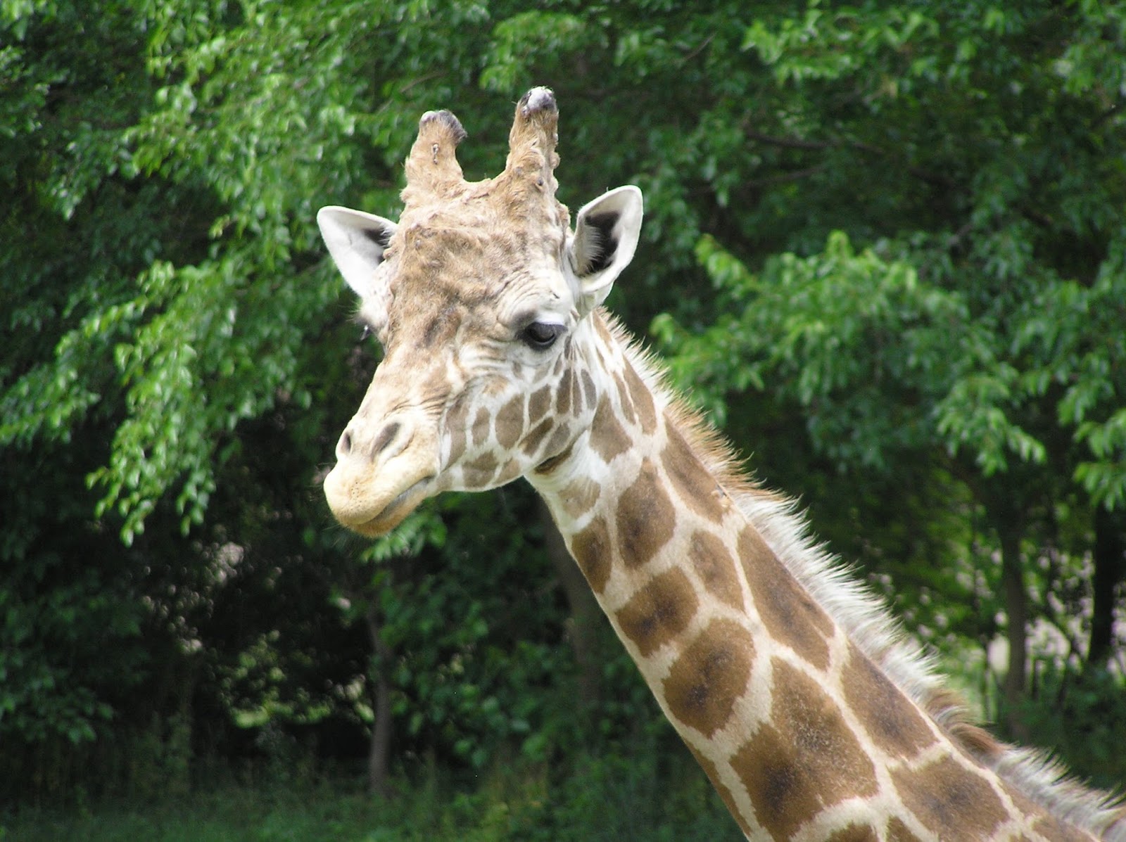 How many giraffes are there, anyway?