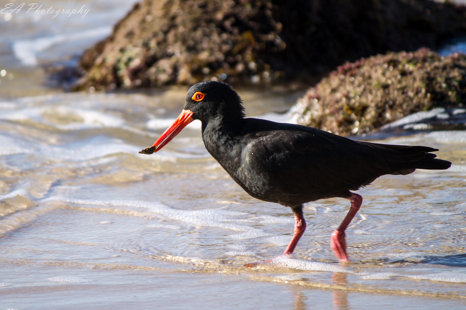 The Greatest of These is LOVE Wild Bird Wednesday Sooty Oystercatcher