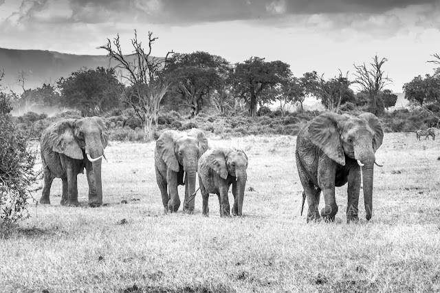 Wildlife Photography using Luminar 3, Aurora HDR black and white elephants edited using luminar 3