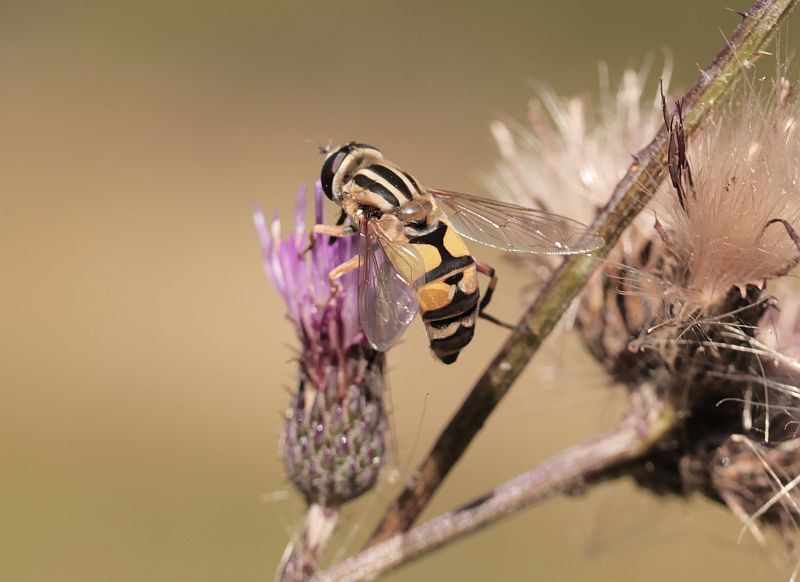 Naturwunder Gemeine Sumpfschwebfliege
