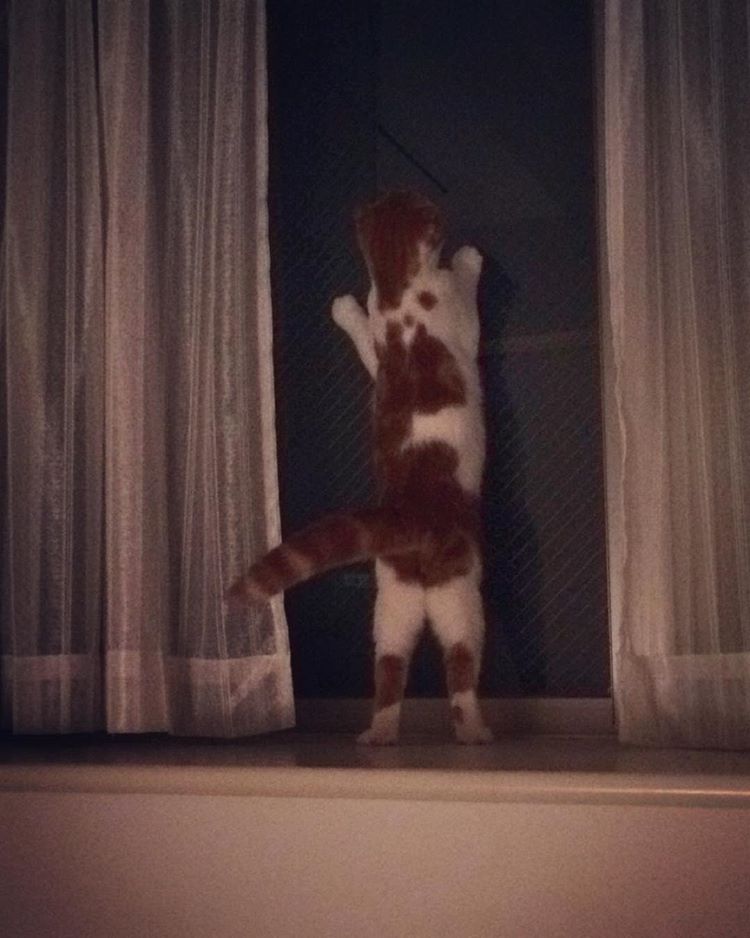 강지영네 고양이 | 인스티즈