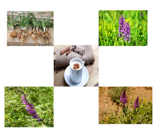 Salep Tohumu Bitkisi Nasıl Yetiştirilir