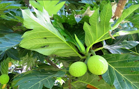 Leaves Sukun Leaves Sukun