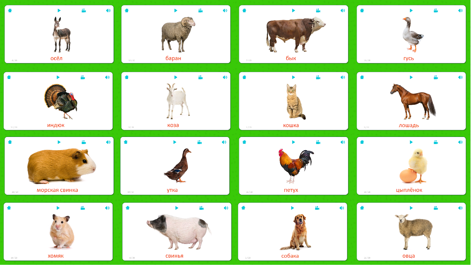 Изучаем животных для самых маленьких. Карточки с животными для детей. Sdamawniye jevotniye kartochki dlya detey. Карточки изучаем животных. Карточки для малышей.