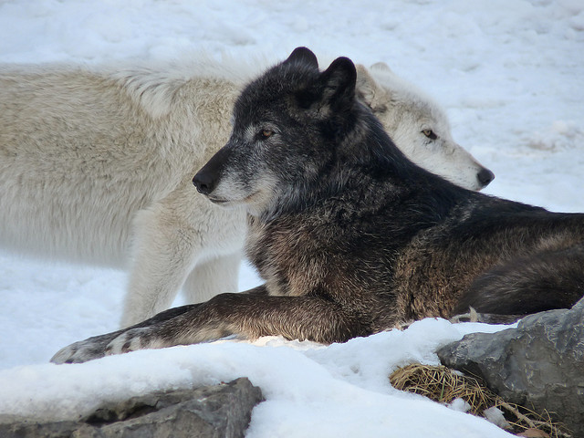 White Wolf : Gray Wolf...