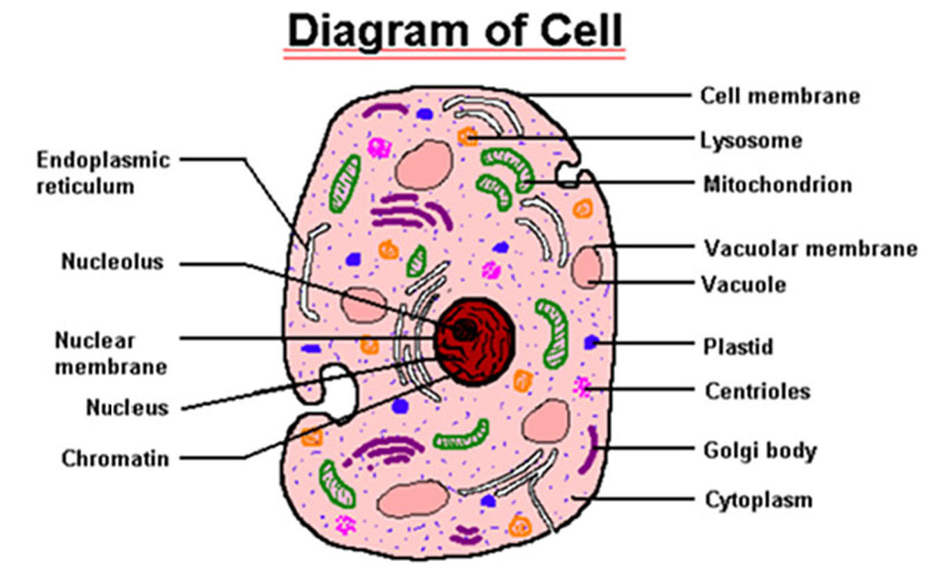 God is a myth!: Human reproduction favors chance instead of design