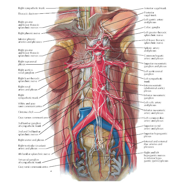 Autonomic Nerves and Ganglia Anatomy
