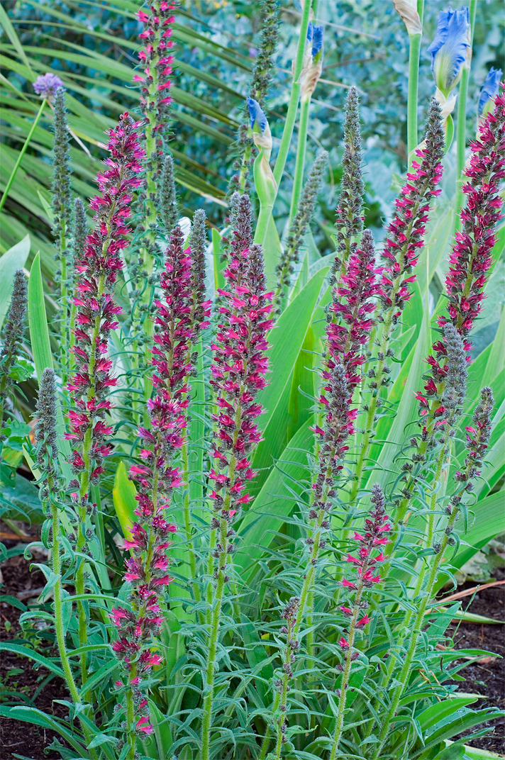 Linda Cochran's Garden: Echium russicum