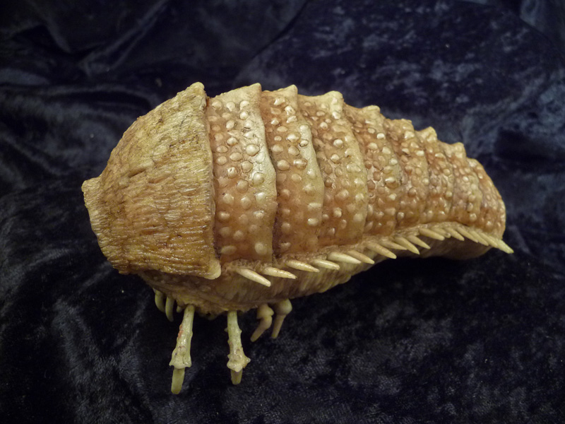 Propnomicon Unknown Specimen