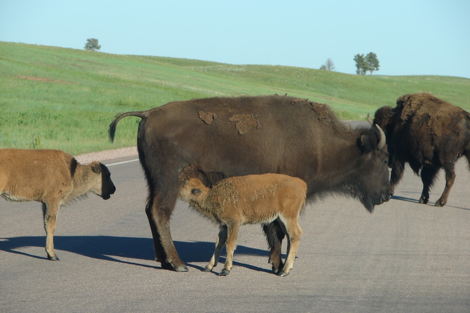 Our Life in Illinois Mammals