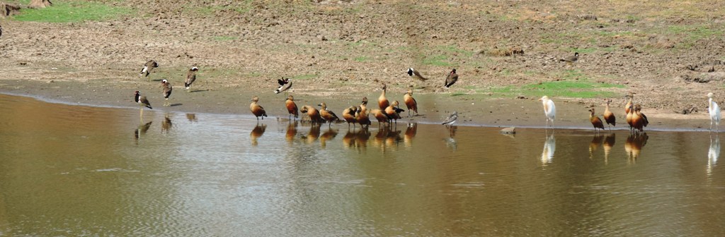 whistling of birds essay whistling of birds essay