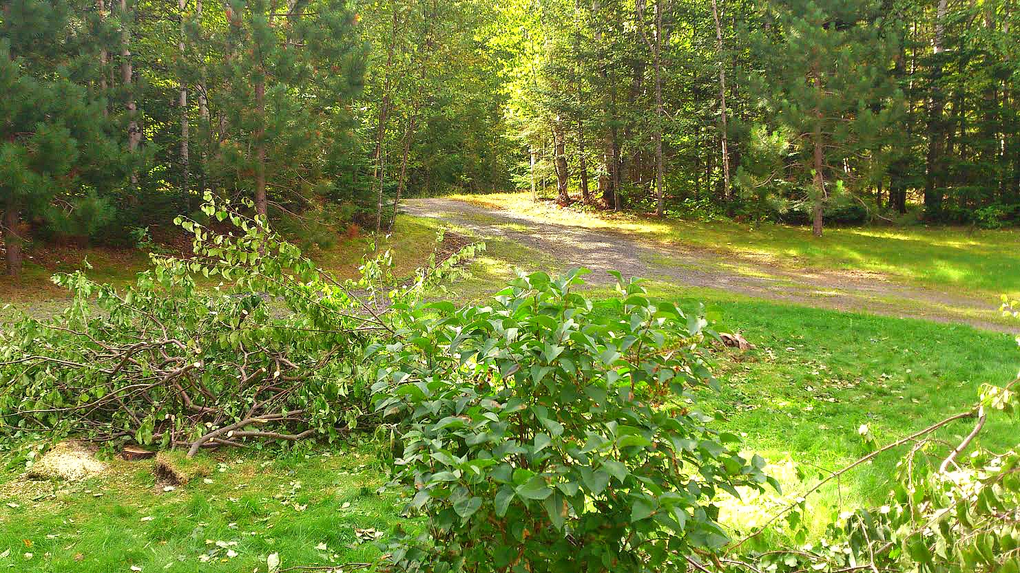Cutting Down Apple Trees Cutting Down Apple Trees