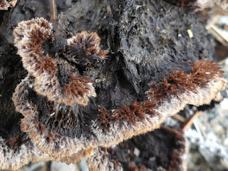 Théléphore terrestre - Thelephora terrestris Théléphore terrestre - Thelephora terrestris