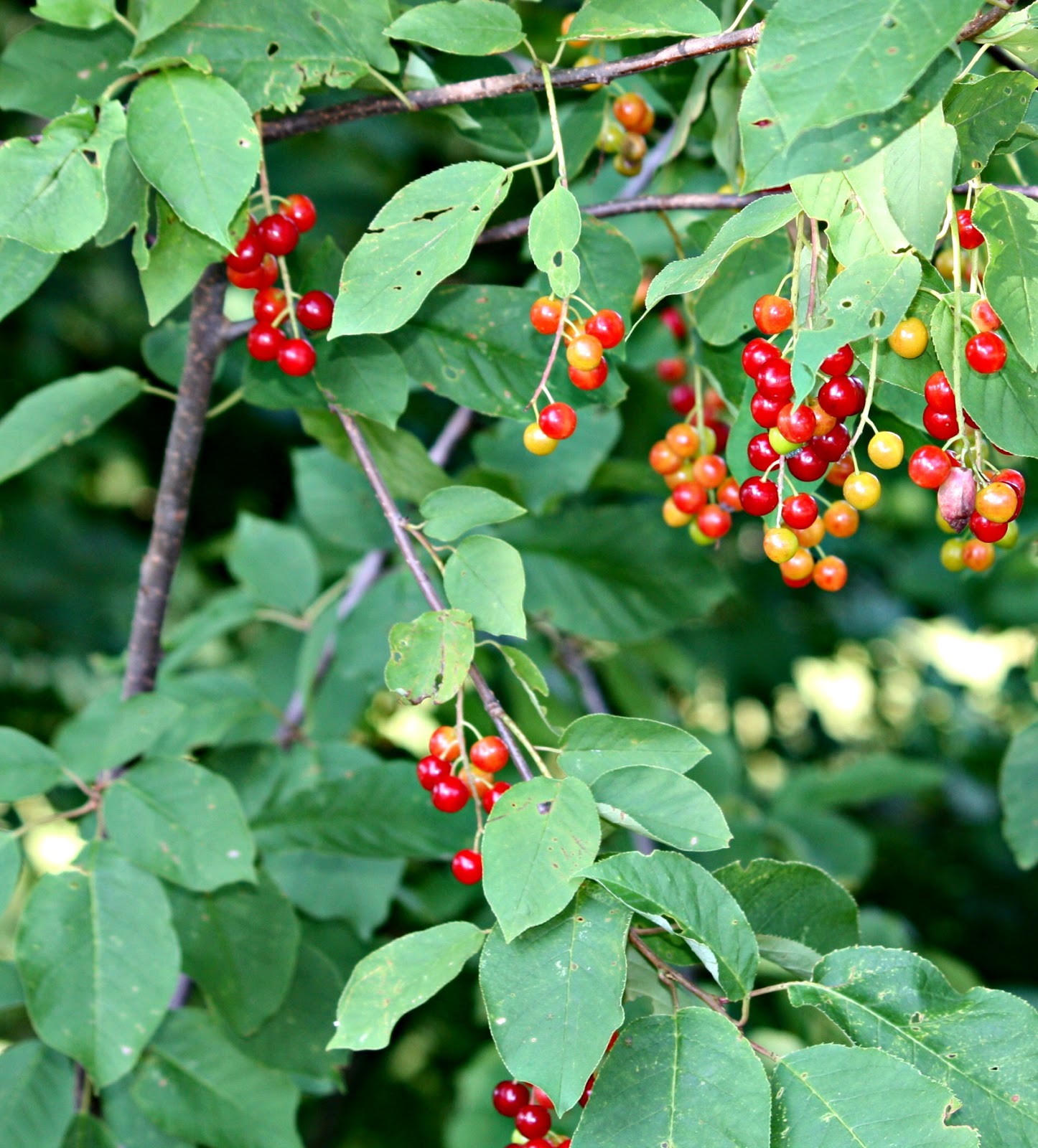 Carol Steel Choke Cherry Tree