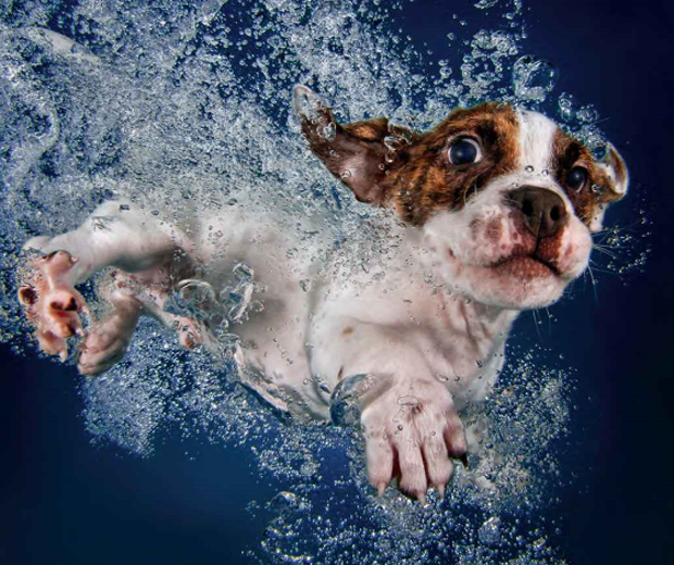 Underwater Puppies Book