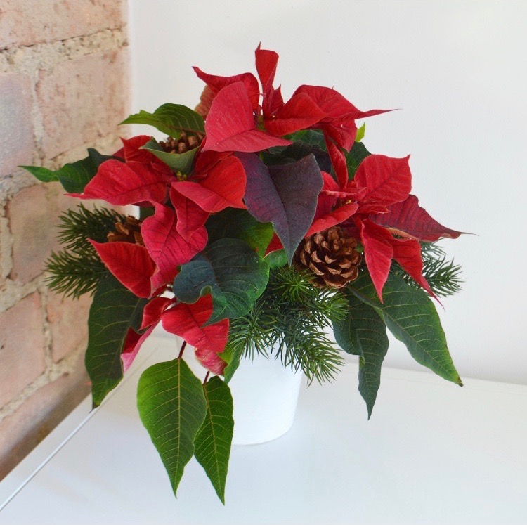 DIY Christmas  Festive Plant Gift  The Things She Makes