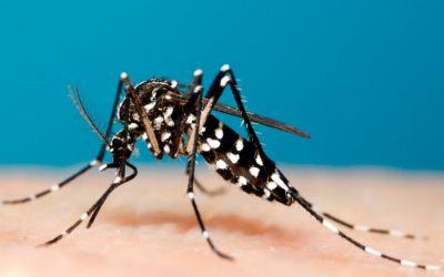 Nyamuk Aedes aegypti