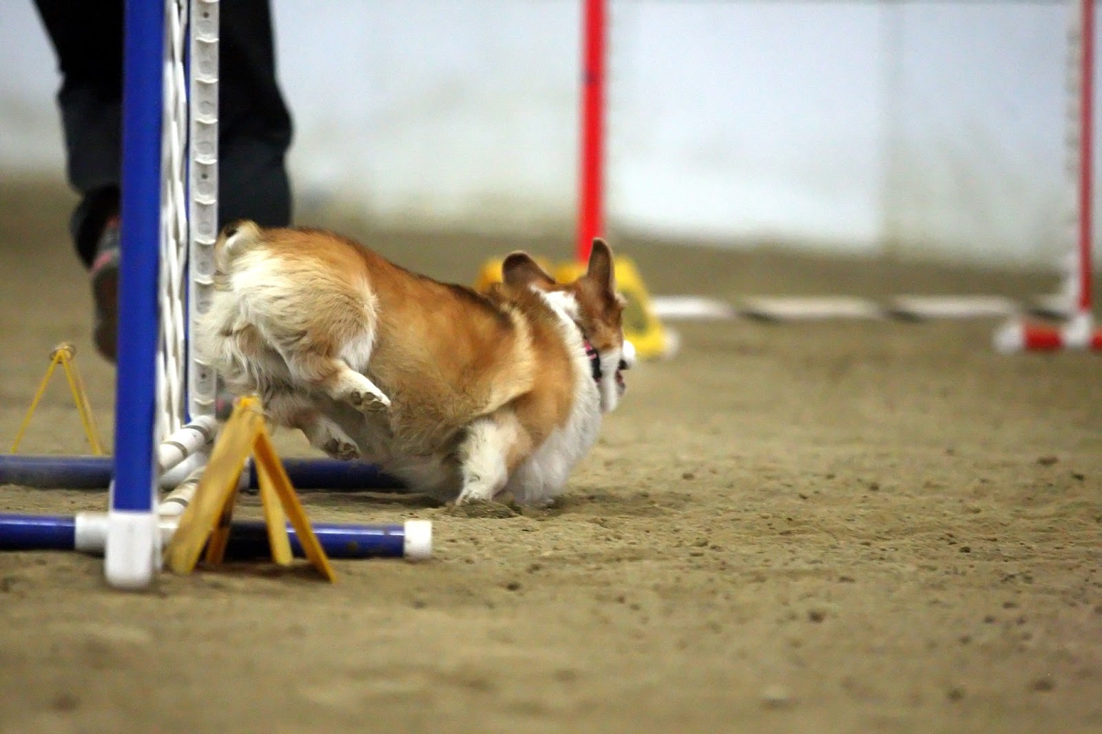 Agility on Stumps Wordless Wednesday Agility Fun!
