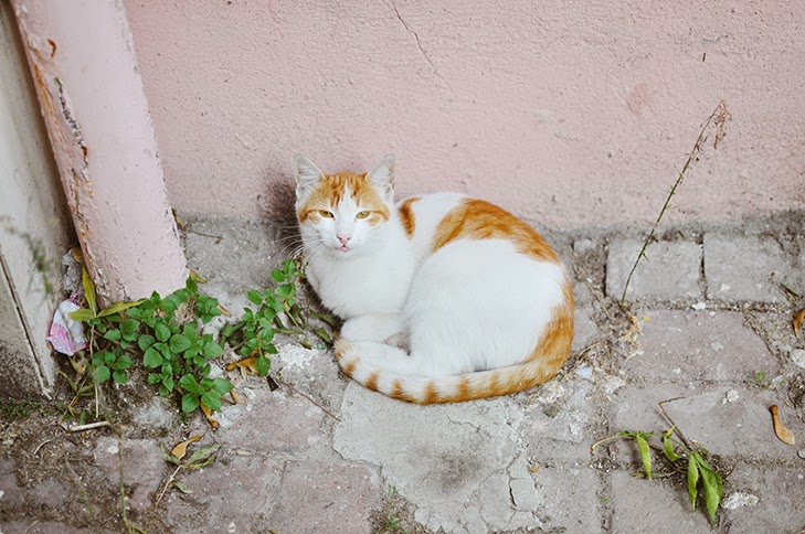 d o g r o v a 1 Kasım Eminönü, Pelin�le Kahve Dünyası ve Apartman