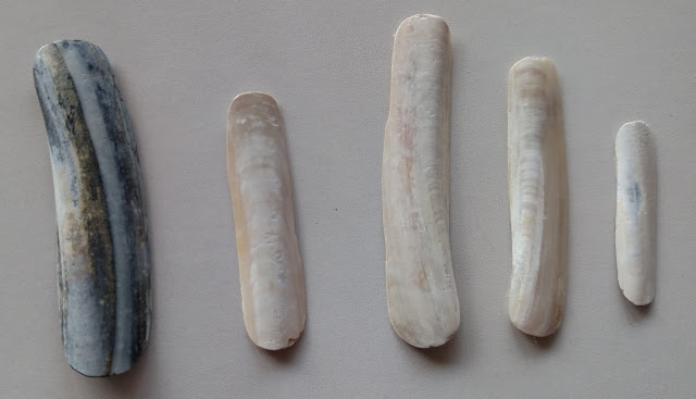 jackknife clam shells shaped into fingernails