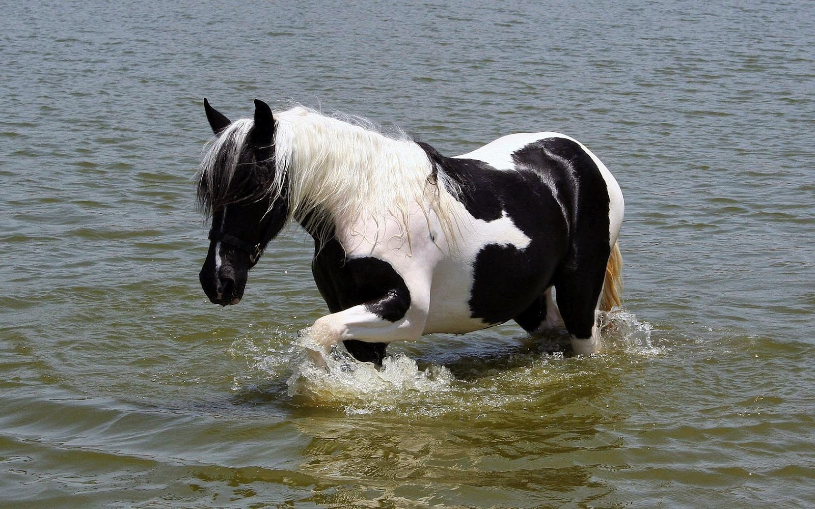 Kent NieuwZeeland advies HD Wallpapers: Zwart wit paard zwemt in zee