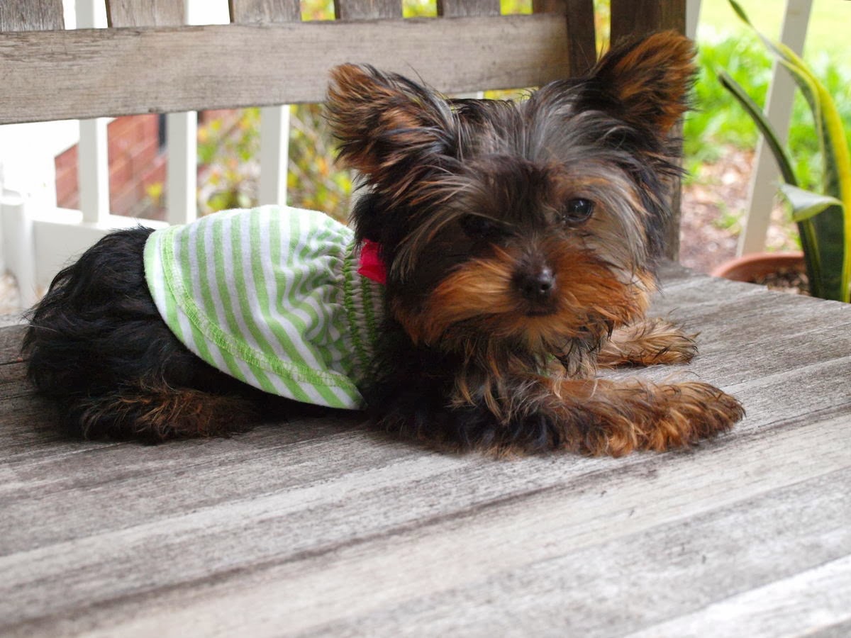 русский тортерер собака. мини терьер видео. мини той терьер и тойтерьер. тео терьер. йорк ершистый терьер.