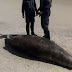 Baleia jubarte é encontrada morta na praia de Ilhéus