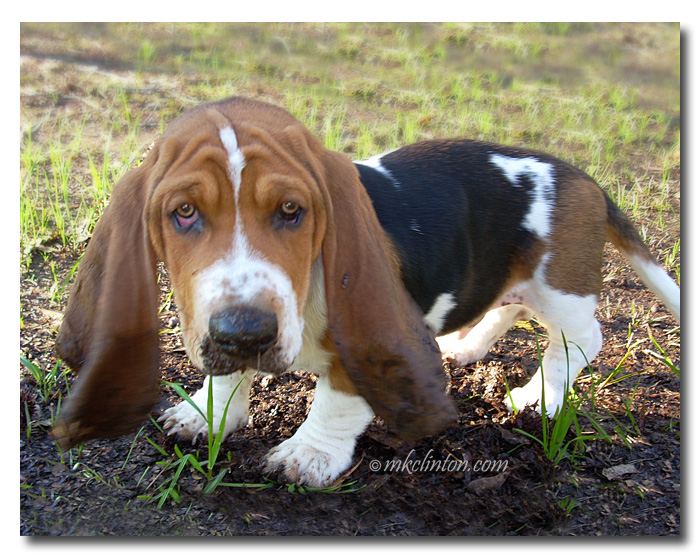 Bentley Basset Hound puppy with a muddy face.