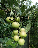 Buah Apel Batu Buah Apel