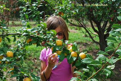 A young girl picking yellow plums from a tree.