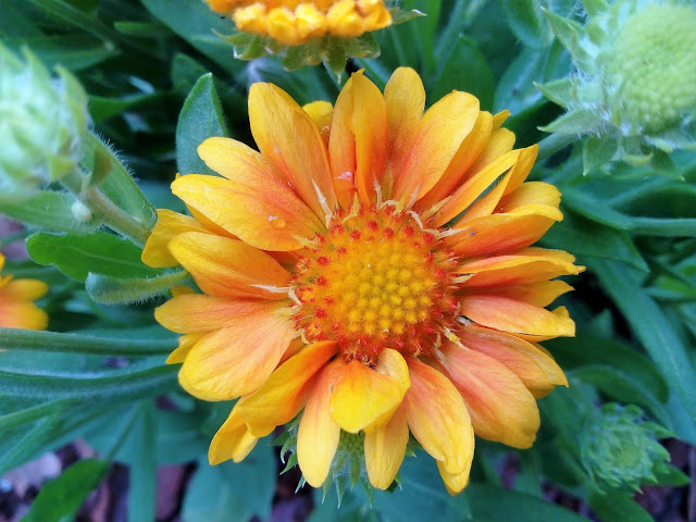 Gallardia (Gaillardia aristata Pursh.).