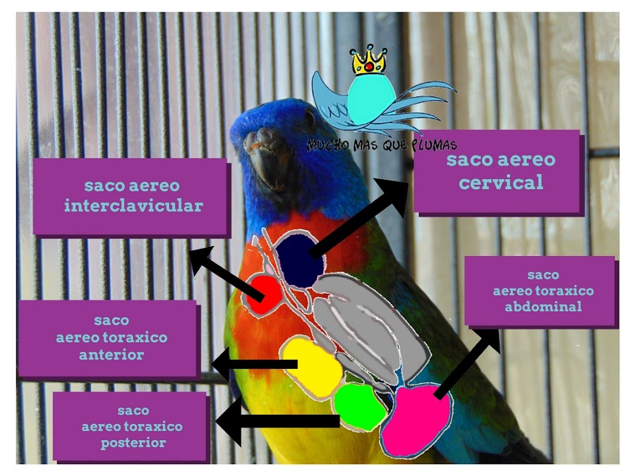  9 sacos aéreos, 2 sacos cervicales, 2 sacos torácicos anteriores, 2 sacos torácicos posteriores, 1 saco interclavicular y 2 sacos abdominales 