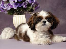 Filhote de shih tzu mordendo tudo