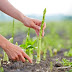 6 Benefits of Good Asparagus For Body Health