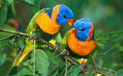 birds awesome parrot flying colorful bird fisher king doves dove colourful parrots rainbow pretty lovebirds amazing colors prints humming kinds