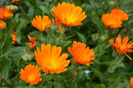 Calendulas is a plant used in herbal remedies that is found in your garden or in the wild.