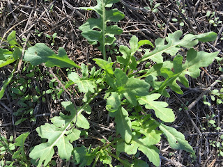 Photo of London rocket plant with deeply lobbed leaves Photo of London rocket plant with deeply lobbed leaves