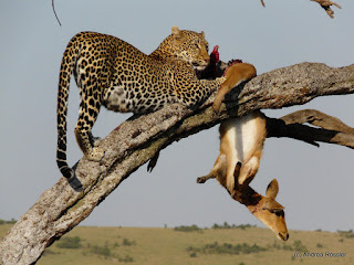 Reisen Afrika Kenia Masai Mara