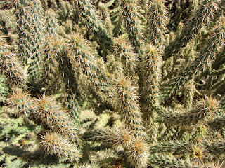 Cactus, Rancho Santa Ana Botanic Garden