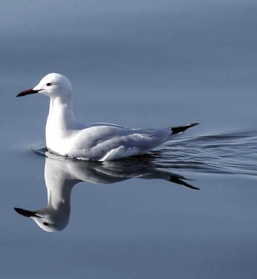 Indian birds - Image of Slender-billed gull - Chroicocephalus genei