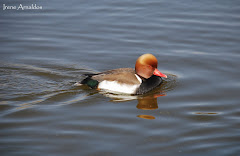 Pato colorao (Netta rufina)